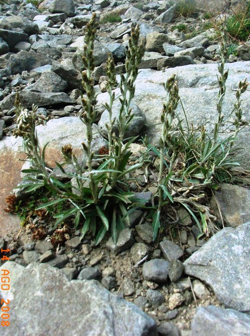 Gnaphalium sylvaticum